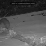 В Алтайском заповеднике запечатлели, как бобр ворует дерево. Видео
