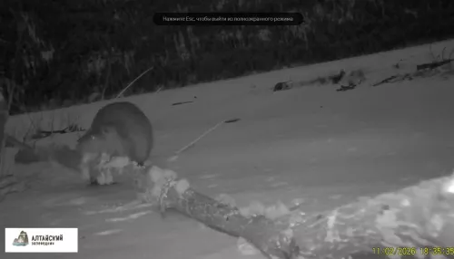 В Алтайском заповеднике запечатлели, как бобр ворует дерево. Видео