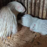 В барнаульском зоопарке показали, как выросли белоснежные малыши-дикобразы