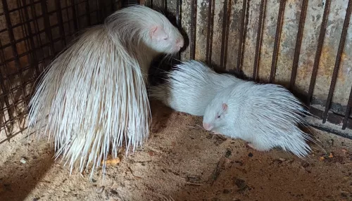 В барнаульском зоопарке показали, как выросли белоснежные малыши-дикобразы