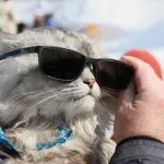 Трогательные, милые и опасные: большая фотоподборка пушистых жителей Барнаула