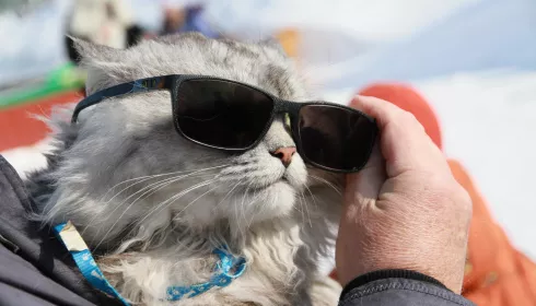 Трогательные, милые и опасные: большая фотоподборка пушистых жителей Барнаула