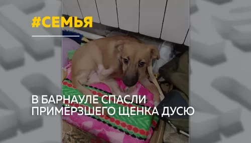 Ото льда к новой семье: в Барнауле спасли примерзшего щенка Дусю