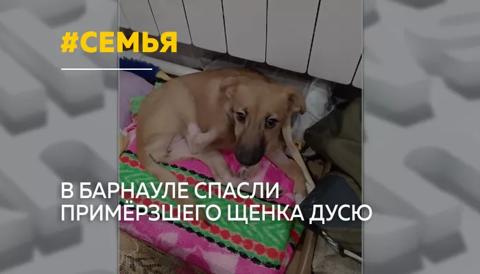 Ото льда к новой семье: в Барнауле спасли примерзшего щенка Дусю