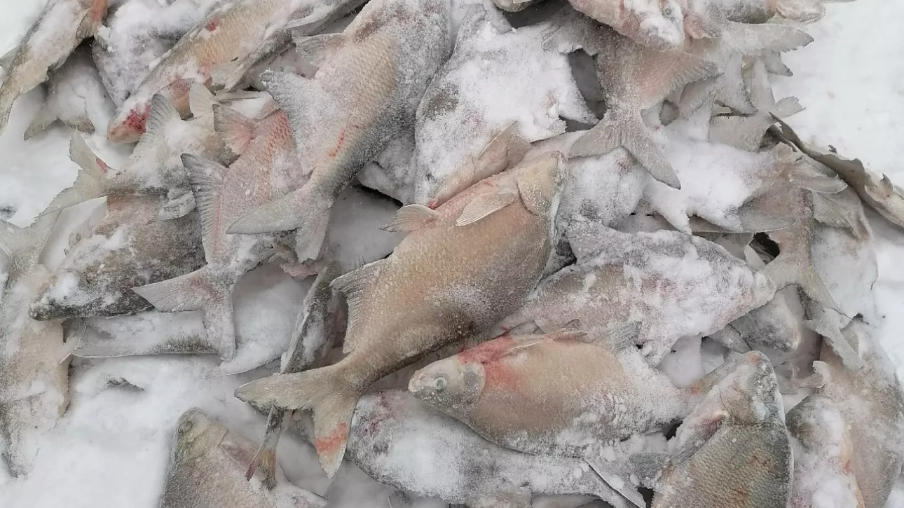 Клев был бешеный: рыбаки Алтайского края показали последние уловы февраля