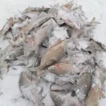 Клев был бешеный: рыбаки Алтайского края показали последние уловы февраля