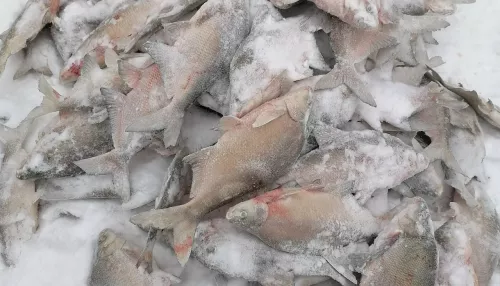 Клев был бешеный: рыбаки Алтайского края показали последние уловы февраля