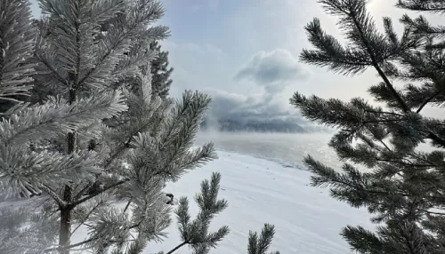 Хвоя поседела от изморози: как Алтайский заповедник встречает весну. Фото