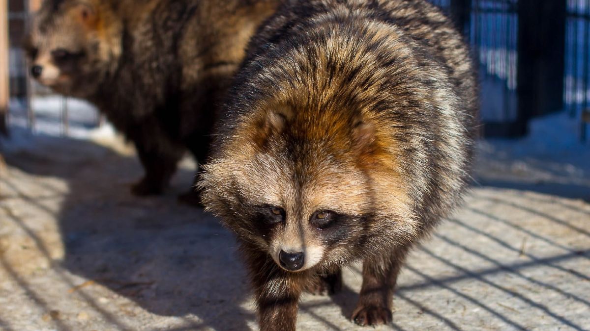 Енотовидные собаки в барнаульском зоопарке