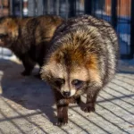 Полосатые гости. Жители Алтайского края обеспокоены появлением новых хищников