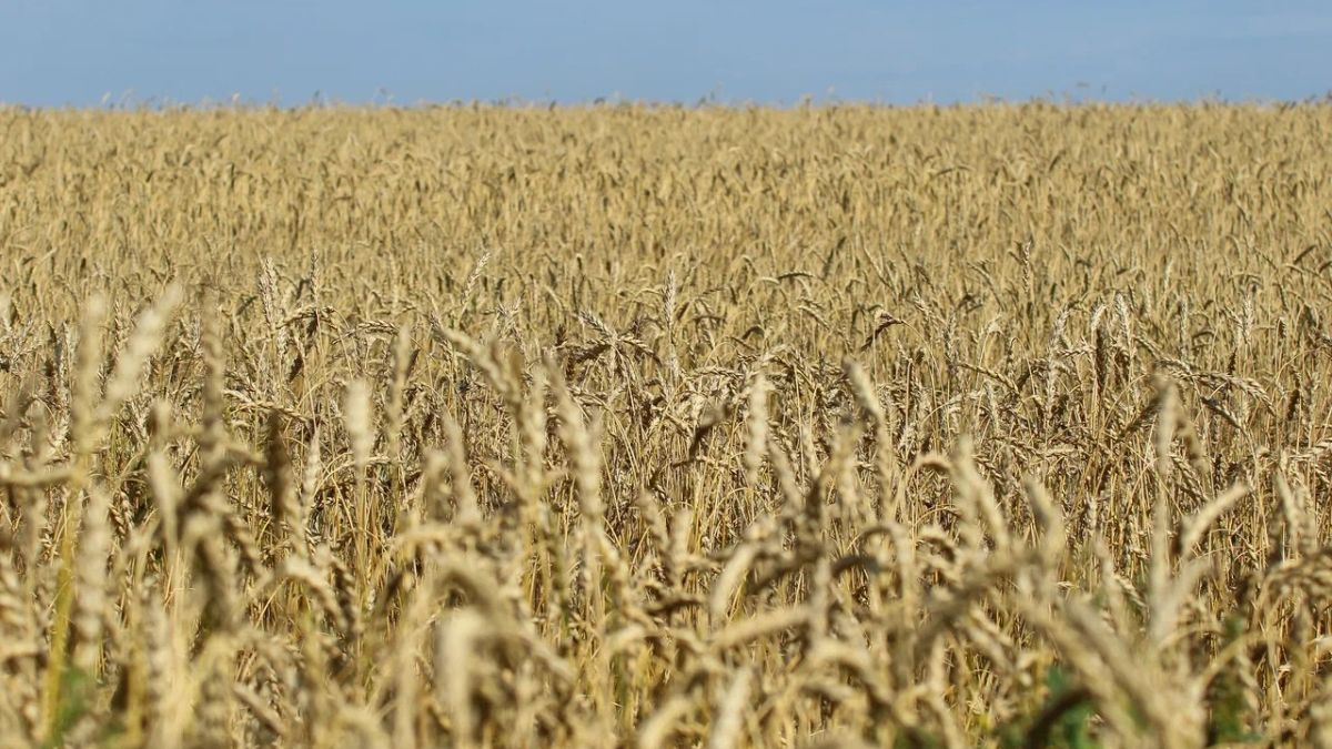 Зерно. Урожай