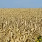 Лидер зернопереработчиков Алтая призвал перестать быть сырьевым придатком Казахстана