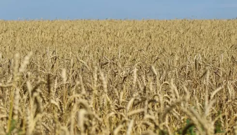 Лидер зернопереработчиков Алтая призвал перестать быть сырьевым придатком Казахстана