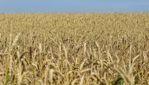 Лидер зернопереработчиков Алтая призвал перестать быть сырьевым придатком Казахстана