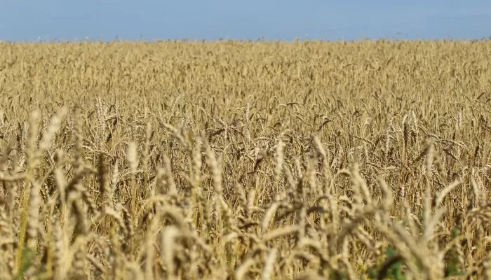 Лидер зернопереработчиков Алтая призвал перестать быть сырьевым придатком Казахстана