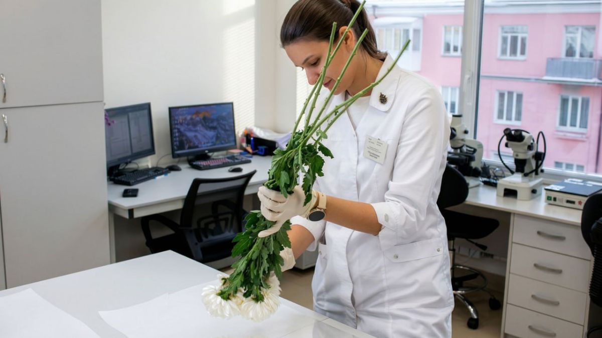 Проверка хризантем