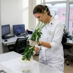 В двух партиях китайских хризантем обнаружили опасное заболевание в Алтайском крае