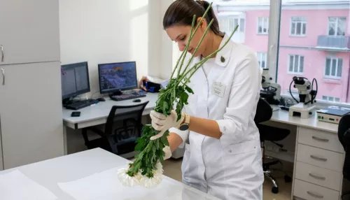 В двух партиях китайских хризантем обнаружили опасное заболевание в Алтайском крае