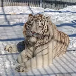 Постояльцы барнаульского зоопарка греются на солнце и прощаются с зимой