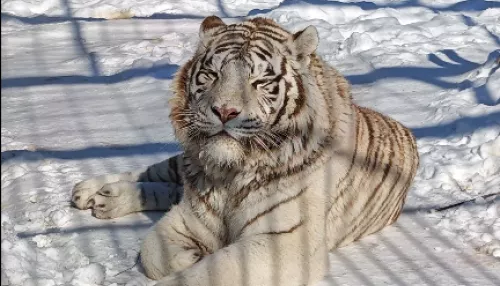 Постояльцы барнаульского зоопарка греются на солнце и прощаются с зимой