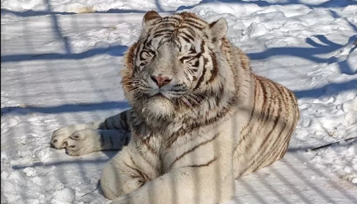 Постояльцы барнаульского зоопарка греются на солнце и прощаются с зимой