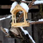 Дрозды, снегири, синицы: каких птиц наблюдали в Алтайском заповеднике в феврале. Фото