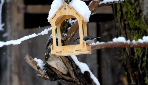 Дрозды, снегири, синицы: каких птиц наблюдали в Алтайском заповеднике в феврале. Фото