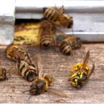 Назван еще один вид яда, уничтоживший пчел в Алтайском крае
