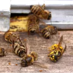 Химию разносит ветер: в Новосибирской области массово гибнут пчелы
