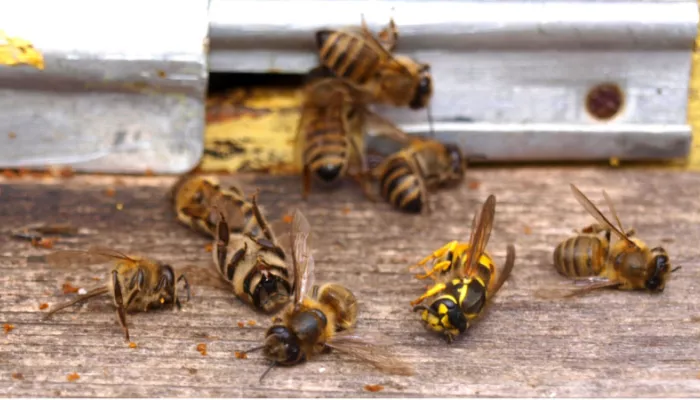 В Алтайском крае вновь произошел массовый мор пчел