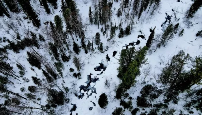 Как выглядит северная граница Алтайского заповедника с высоты птичьего полета. Фото