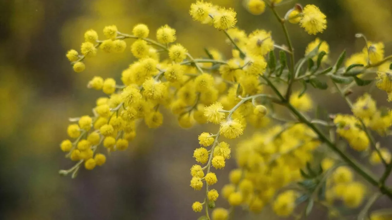 Оттепель до +6 с мокрым снегом: какая погода будет в Алтайском крае 8 марта