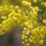 Оттепель до +6 с мокрым снегом: какая погода будет в Алтайском крае 8 марта