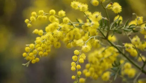 Оттепель до +6 с мокрым снегом: какая погода будет в Алтайском крае 8 марта