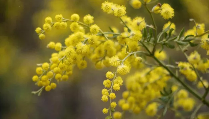 Оттепель до +6 с мокрым снегом: какая погода будет в Алтайском крае 8 марта