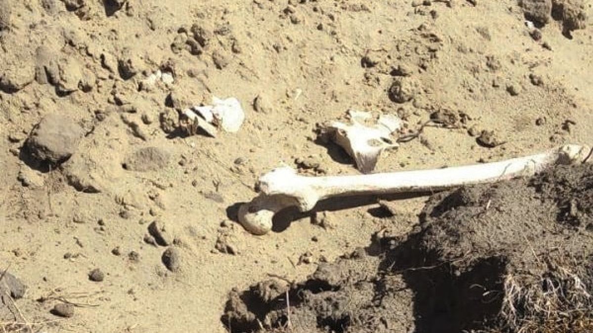Четыре скелетированных трупа без голов найдены на берегу алтайского озера 