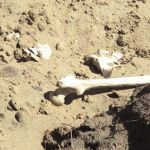 Четыре скелетированных трупа без голов найдены на берегу алтайского озера