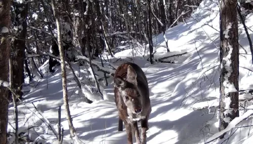 Редкая удача: фотоловушка в Алтайском заповеднике засняла кабаргу днем. Фото