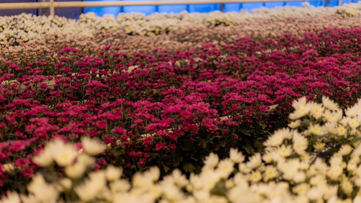 Цветы. Хризантемы