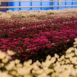 В Алтайском крае будут выращивать более 8 млн хризантем в год