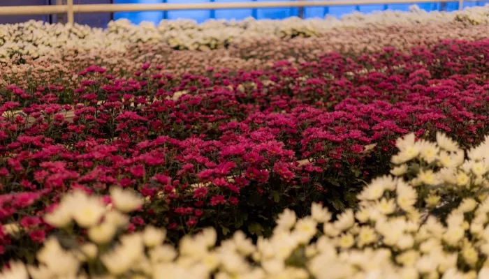 В Алтайском крае будут выращивать более 8 млн хризантем в год