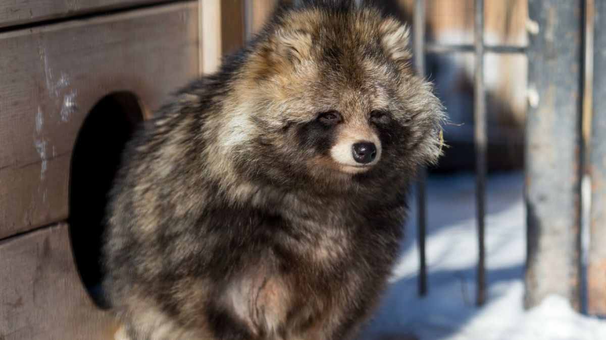 Енотовидная собака