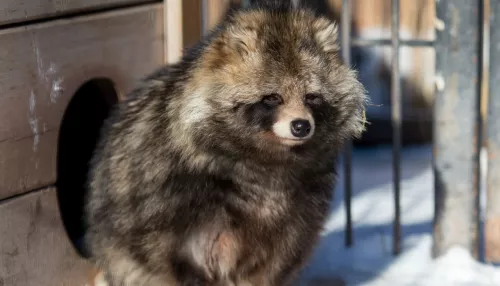 Плотность невелика: в алтайском минприроды рассказали о диких енотовидных собаках