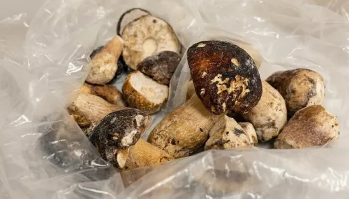 В замороженных белых грибах алтайского производства нашли превышение ртути