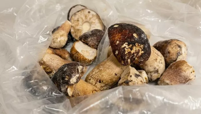 В замороженных белых грибах алтайского производства нашли превышение ртути