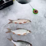 Погодка класс, клюет: рыбаки Алтайского края показали первые трофеи весны. Фото