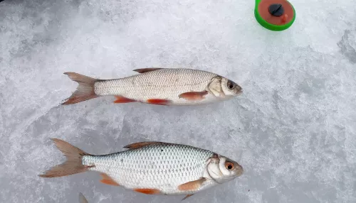 Погодка класс, клюет: рыбаки Алтайского края показали первые трофеи весны. Фото