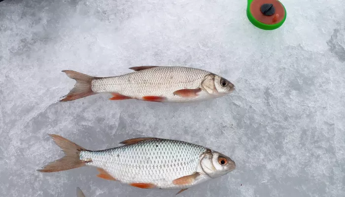 Погодка класс, клюет: рыбаки Алтайского края показали первые трофеи весны. Фото