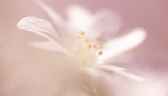 В Сайлюгемском нацпарке показали самые нежные цветы для нежных и сильных дам. Фото