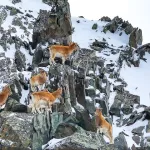 Редкую встречу с козерогом засняли на границе России и Монголии. Фото